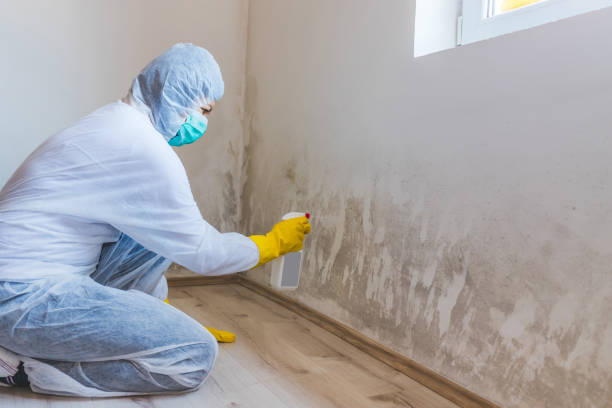 Licensed Crawl Space Mold Removal service in Deerfield, MI - WQB Mold Removal