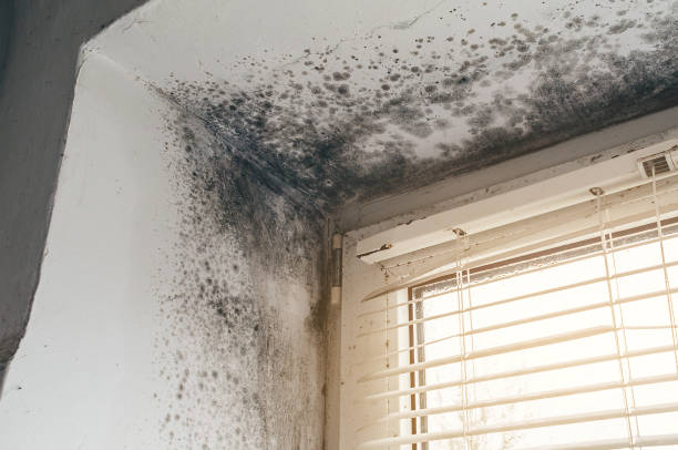 Affordable Crawl Space Mold Removal solutions in Deerfield, MI